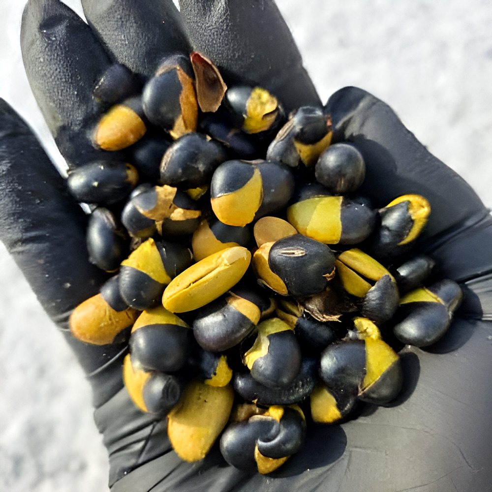 국산 볶은서리태 1kg 볶음 속청 검정콩 검은콩 뻥튀기 500g+500g