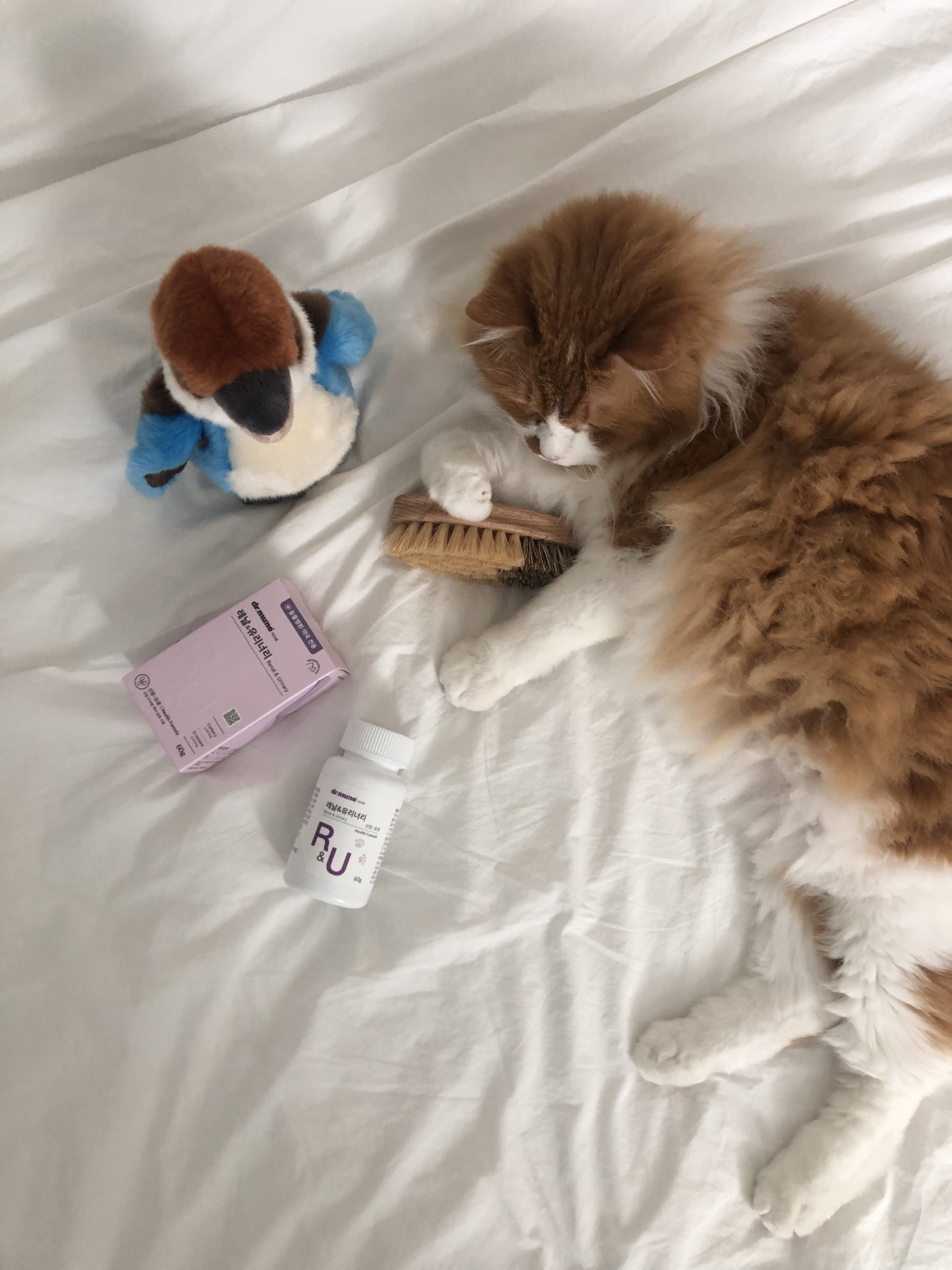 닥터뮨 레날앤유리너리 강아지 고양이 신장 영양제 방광 요로 건강 배뇨 면역 - 상세 이미지 4