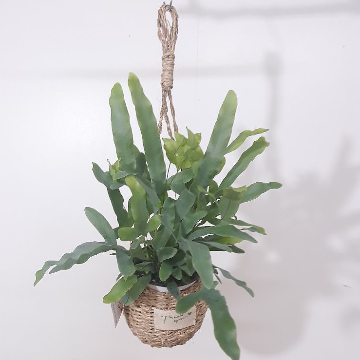 벽걸이 거실 화초 행잉플랜트 바구니 블루스타 고사리 키우기쉬운실내공기정화식물 공중 화장실