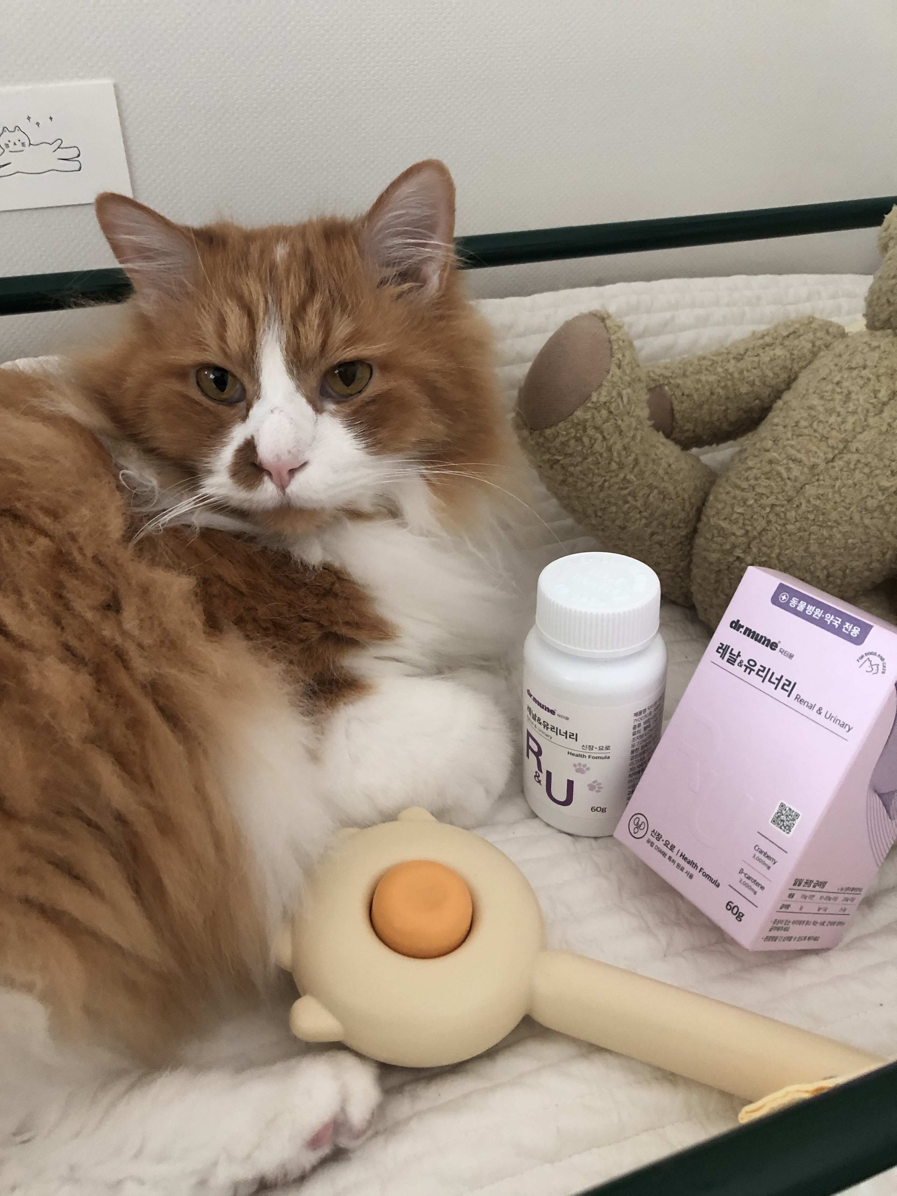 닥터뮨 레날앤유리너리 강아지 고양이 신장 영양제 방광 요로 건강 배뇨 면역 - 상세 이미지 5