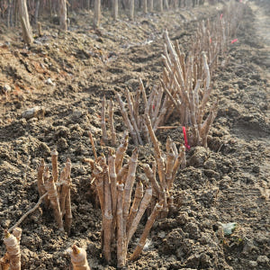 민두릅나무 묘목 20~40cm 가시없는 두릅 실사용 후기 | 효과 있을까? - 상품 이미지 1