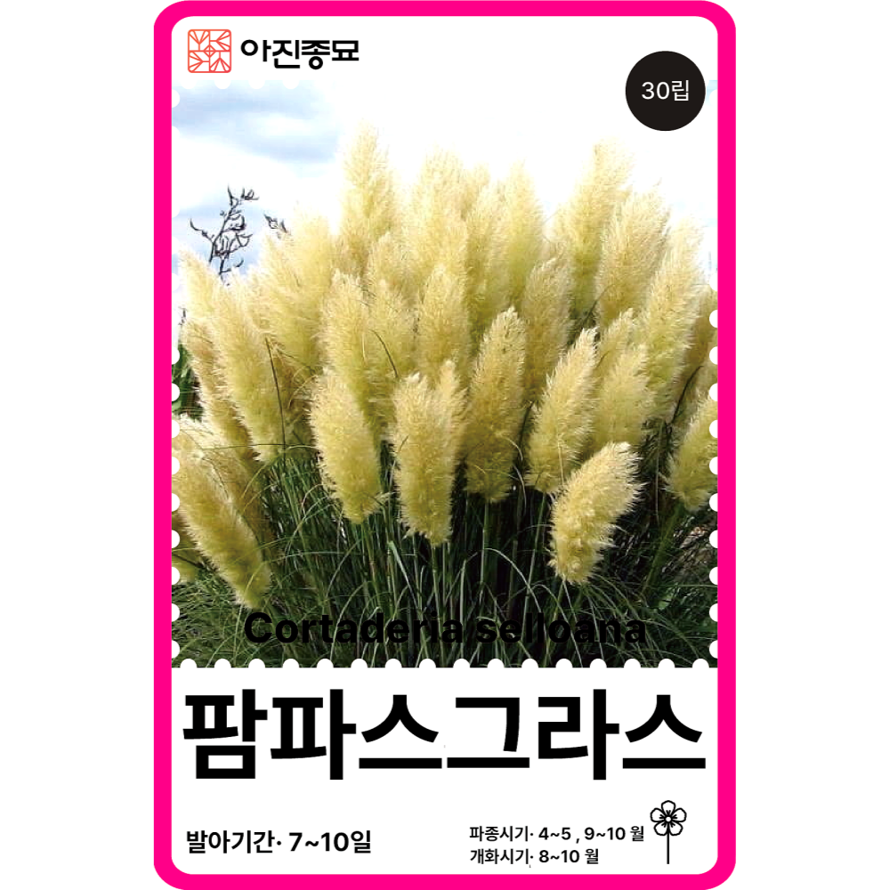 팜파스그라스씨앗 30립 / 꽃씨 몰 다년생 노지월동 야생화 봄 여름