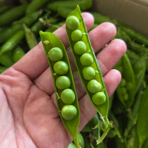 2026년 햇 완두콩 국내산 햇콩 500g 껍질 완두콩 이유식 맛있게 먹은 솔직 후기 - 상품 이미지 1