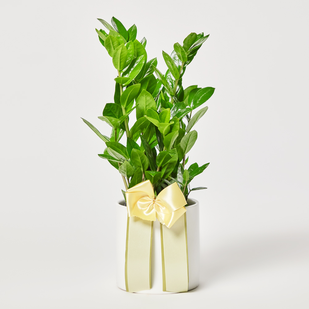 금전수 돈나무 개업 축하 오픈선물 화분 공기정화식물 집들이 거실 사무실 가게 식물배송 카페