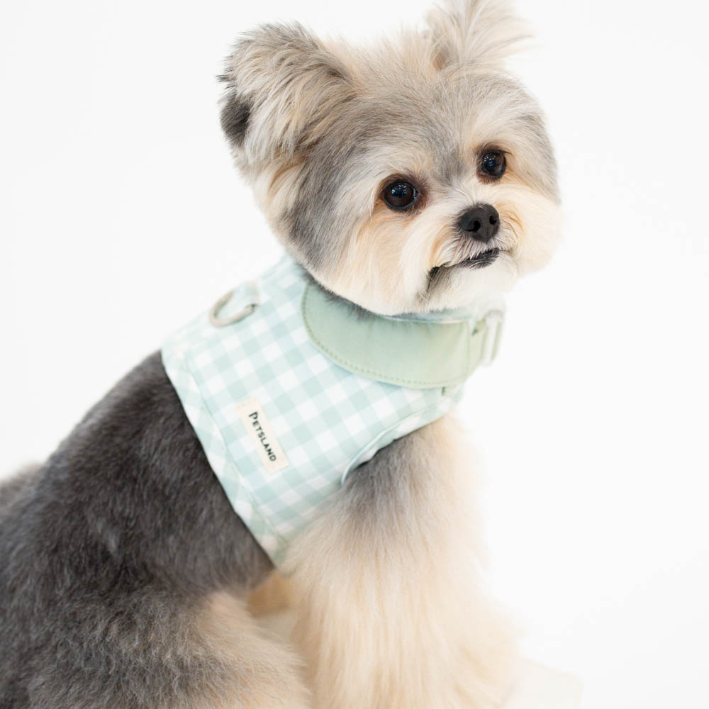 강아지 하네스 옷 소형견 애견 세트 오데트카라