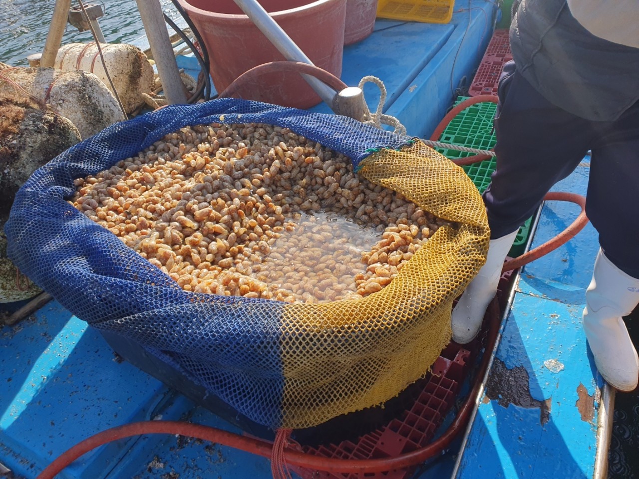 국내산 냉동 오만둥이 10kg 미더덕 오만디 대용량 업소용 - 상세 이미지 4
