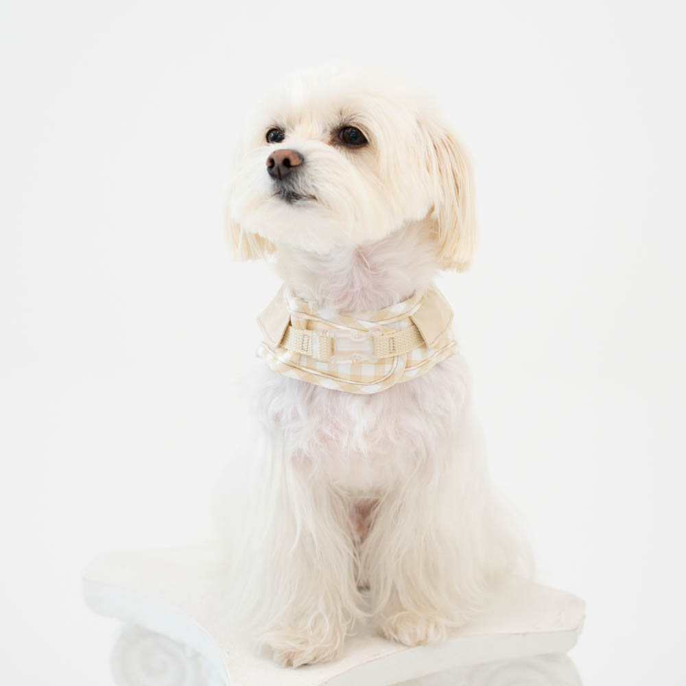 강아지 하네스 옷 소형견 애견 세트 오데트카라