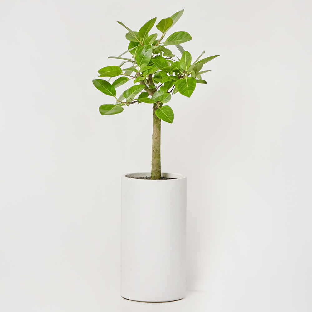뱅갈고무나무 대형 개업 축하선물 집들이 테이블용 화분 공기정화 카페식물 거실 플랜테리어