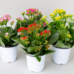 카랑코에 칼랑코에 꽃 모종 키우기 쉬운 반려 식물 플랜테리어 인테리어 실사용 후기 | 효과 있을까? - 상품 이미지 1