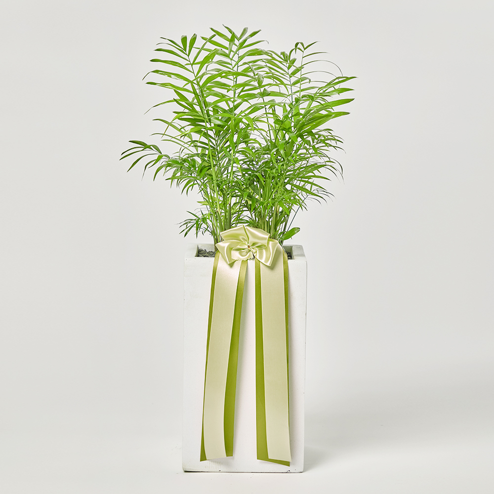 아레카야자 중형 열대식물 거실 화분 플랜테리어 감사 집들이 선물 개업 공기정화 카페 오픈식