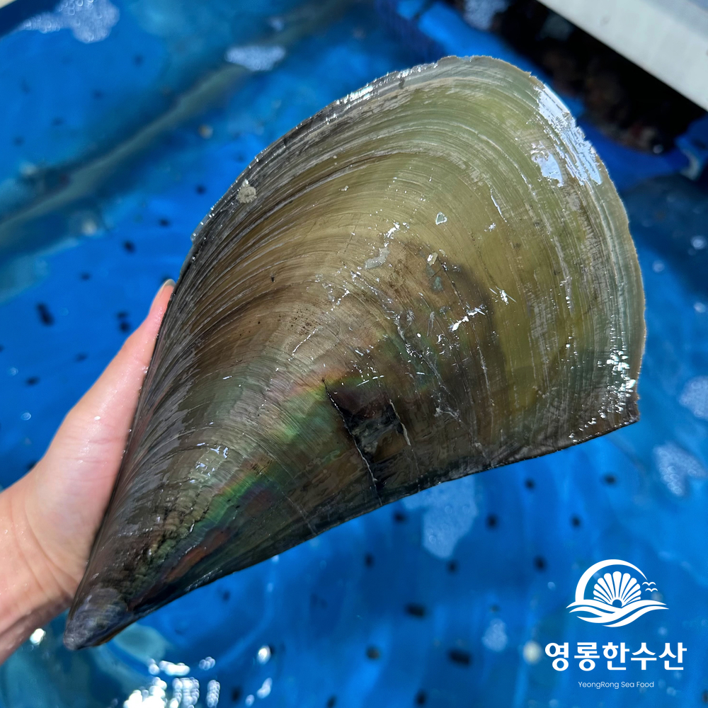 키조개 산지직송 여수키조개 키조개추천 키조개맛있게즐기기