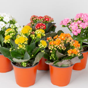 칼란디바 퀸로즈 겹카랑코에 꽃 키우기 쉬운 반려 식물 플랜테리어 인테리어 실사용 후기 | 효과 있을까? - 상품 이미지 1