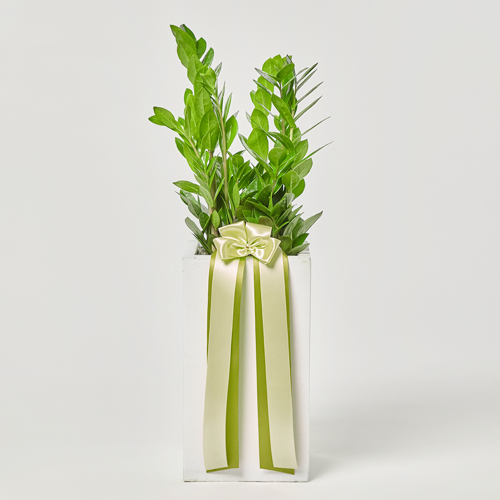 금전수 중형 실내화초 카페식물 집들이 축하 식당 오픈 개업 화분 선물 공기정화 전시회