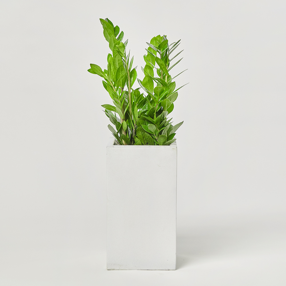 금전수 중형 실내화초 카페식물 집들이 축하 식당 오픈 개업 화분 선물 공기정화 전시회