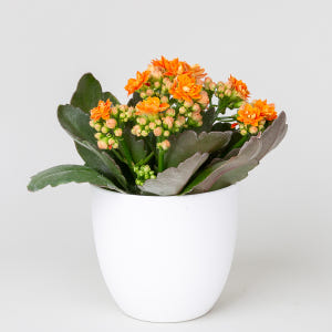 칼란디바 퀸로즈 겹카랑코에 꽃 키우기 쉬운 반려 식물 플랜테리어 인테리어 실사용 후기 | 효과 있을까? - 상품 이미지 3