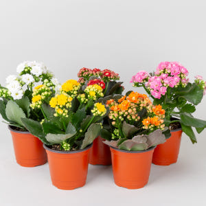 칼란디바 퀸로즈 겹카랑코에 꽃 키우기 쉬운 반려 식물 플랜테리어 인테리어 실사용 후기 | 효과 있을까? - 상품 이미지 2