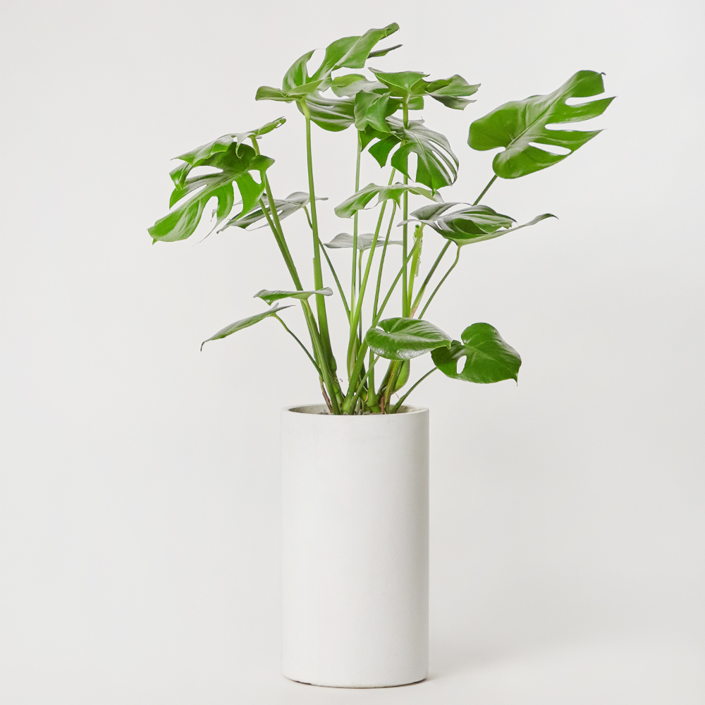 몬스테라 특대형 화분 테이블 반려식물 플랜테리어 오픈 개업 축하 선물 공기정화 열대 전시회