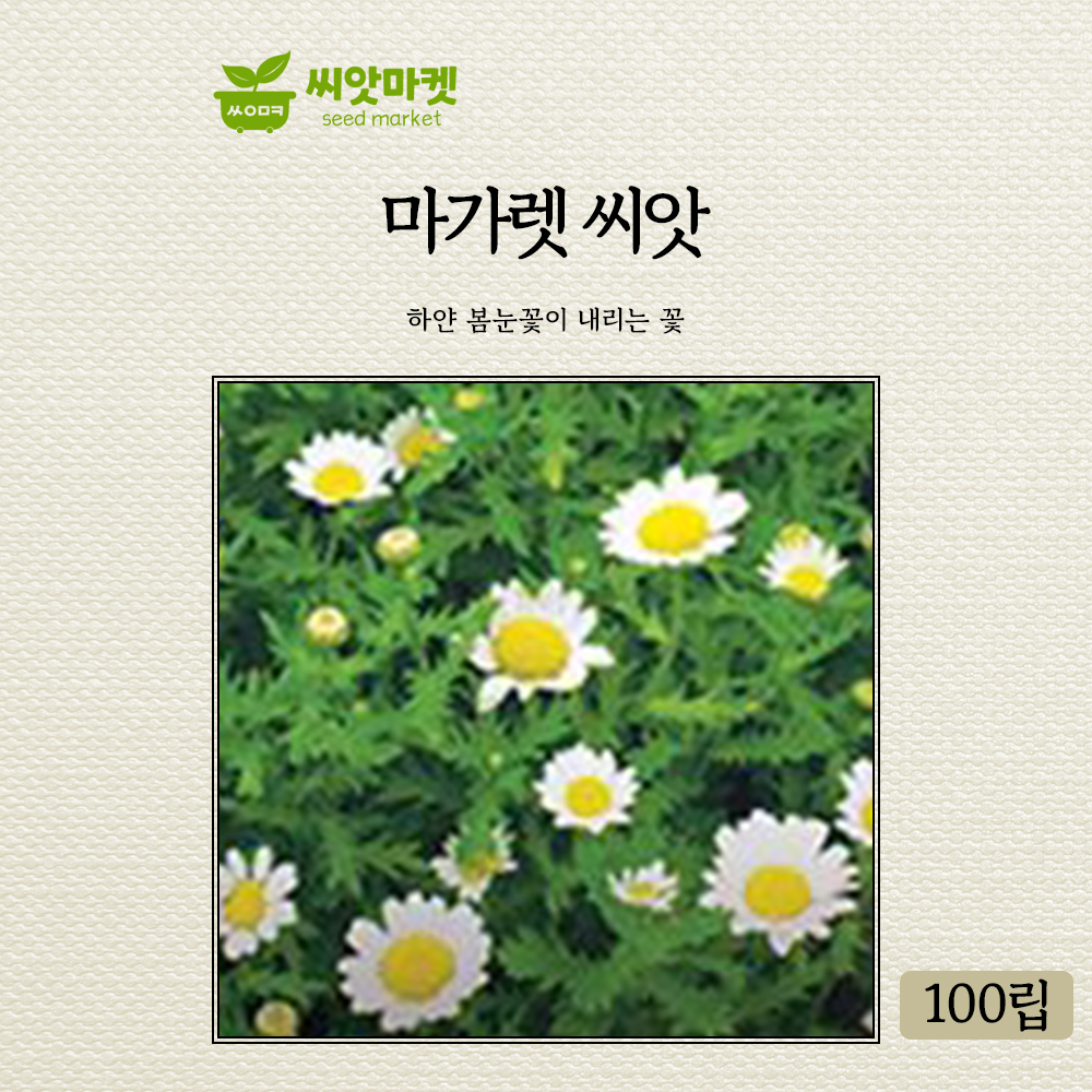 가든 마가렛 꽃씨앗 100립 일년생 꽃씨 종자 : 양동씨앗마켓