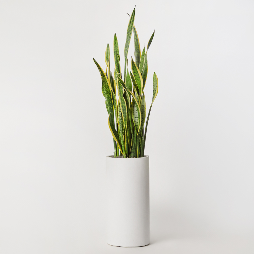 산세베리아 대형 카페식물 전시회 사무실 개업 축하 화분 선물 플랜테리어 집들이 공기정화