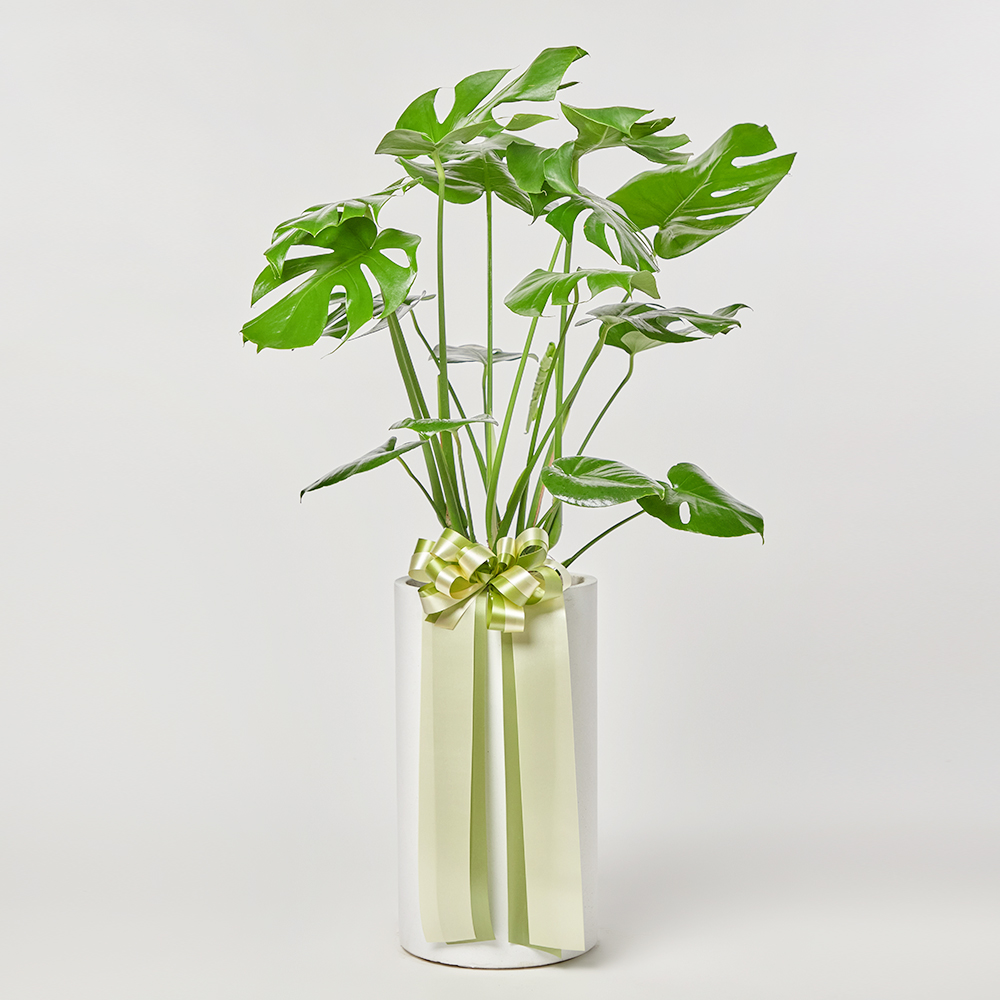 몬스테라 대형화분 테이블 반려식물 플랜테리어 오픈 개업 축하 선물 공기정화 열대식물 전시회