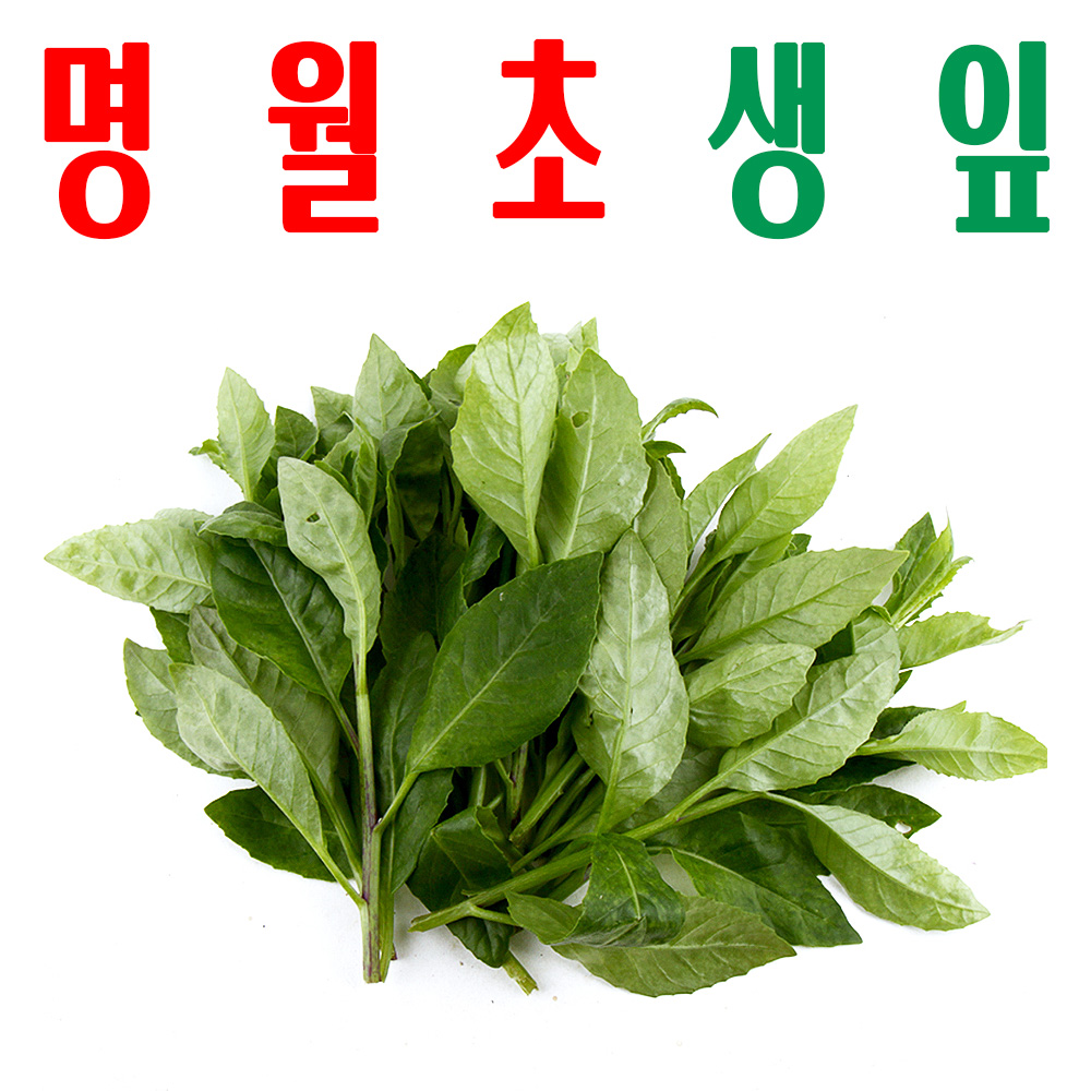 명월초생잎/ 명월초생초/ 지하 170m 청정수 깨끗한 재배 삼붕초/ 미산약초농장/ 1Kg - 메인 이미지