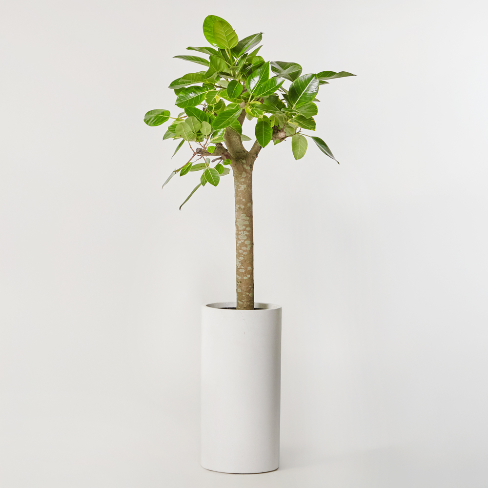 뱅갈고무나무 특대형 개업 축하선물 집들이 테이블용 화분 공기정화 카페식물 거실 플랜테리어