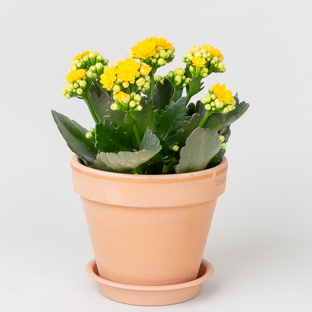 칼란디바 퀸로즈 겹카랑코에 꽃 키우기 쉬운 반려 식물 플랜테리어 인테리어