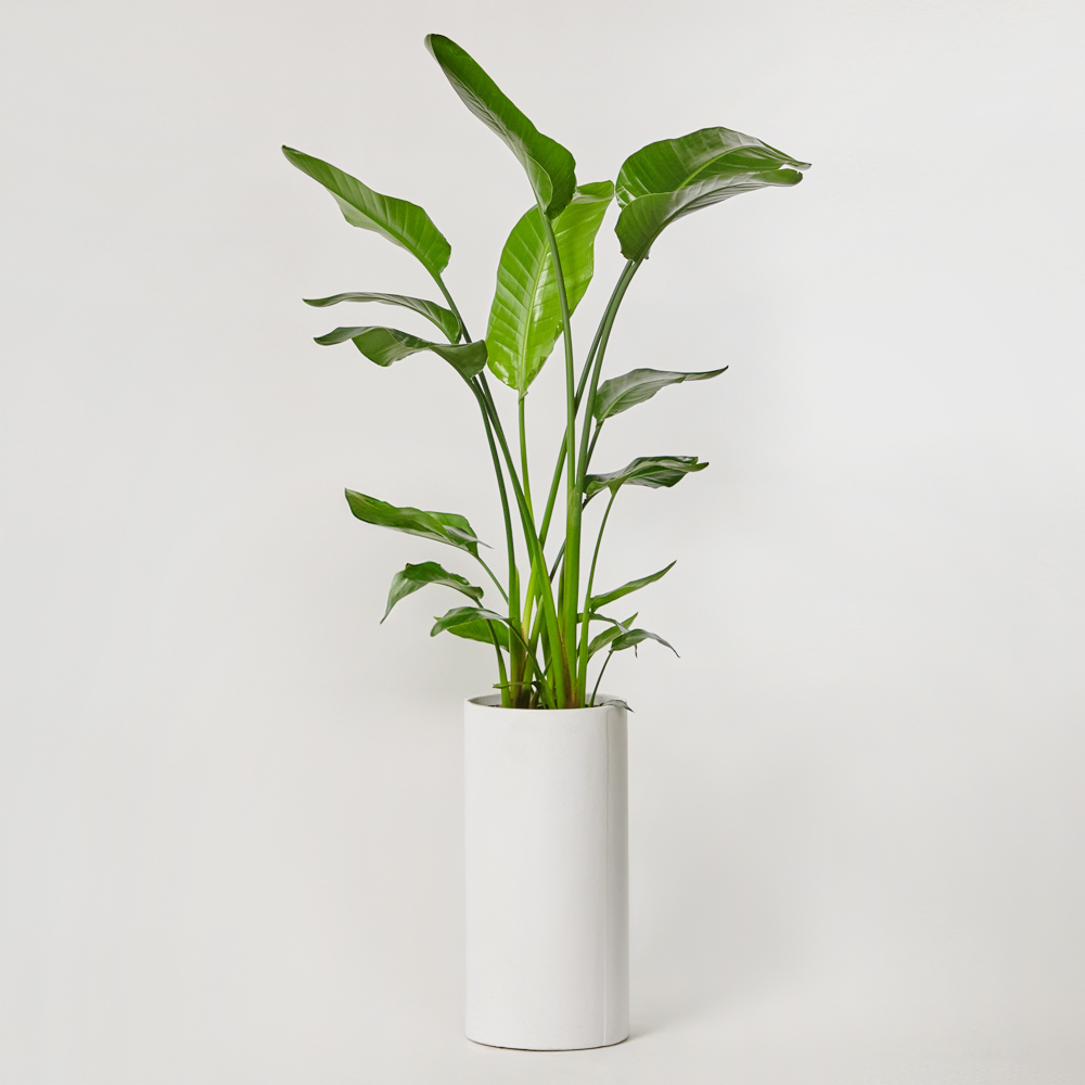 여인초 특대형 플랜테리어 개업 축하 카페 사무실 테이블 화분 반려식물 집들이선물 공기정화