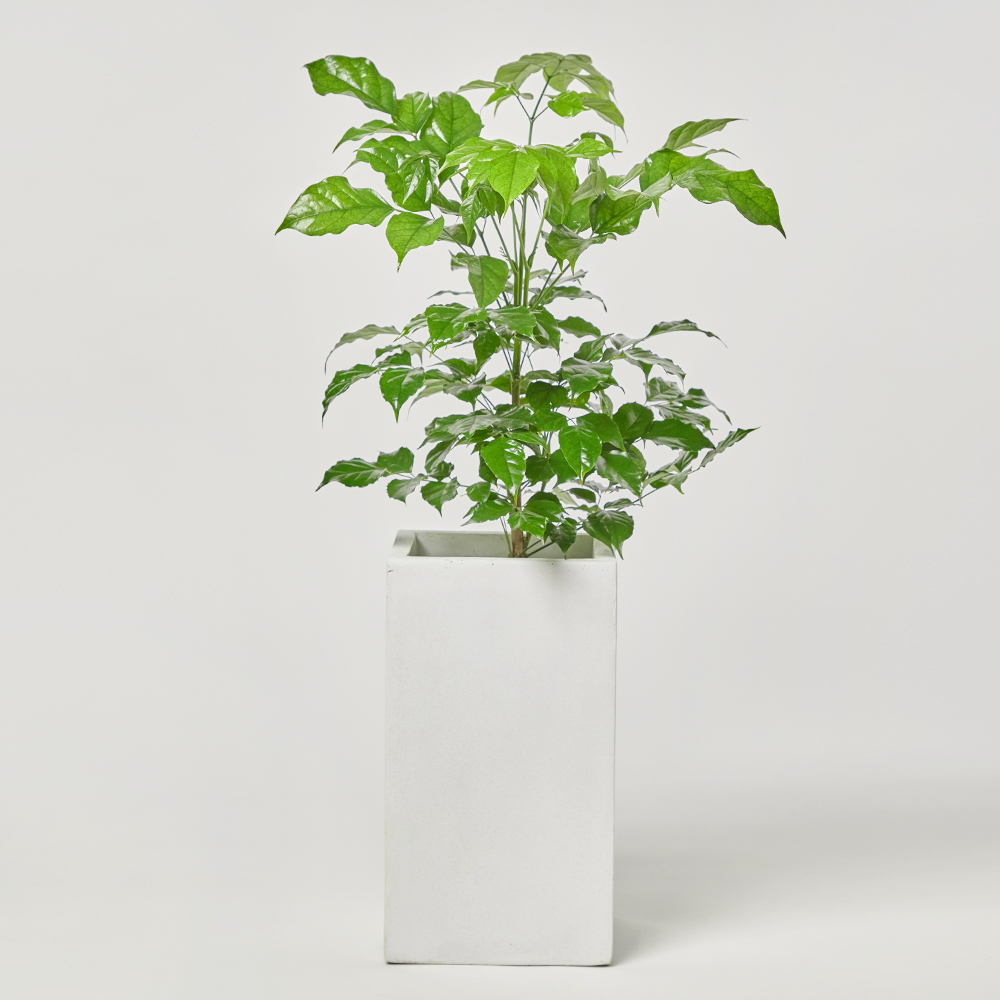 녹보수 중형 카페식물 오픈식 거실 플랜테리어 개업 축하 감사 화분선물 집들이 선물 공기정화