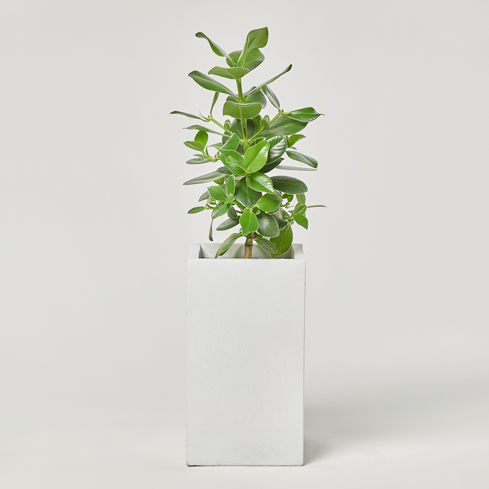 크루시아 중형 축하 선물 화분 거실 공기정화 플랜테리어 반려식물 집들이 전시회 카페 오픈식