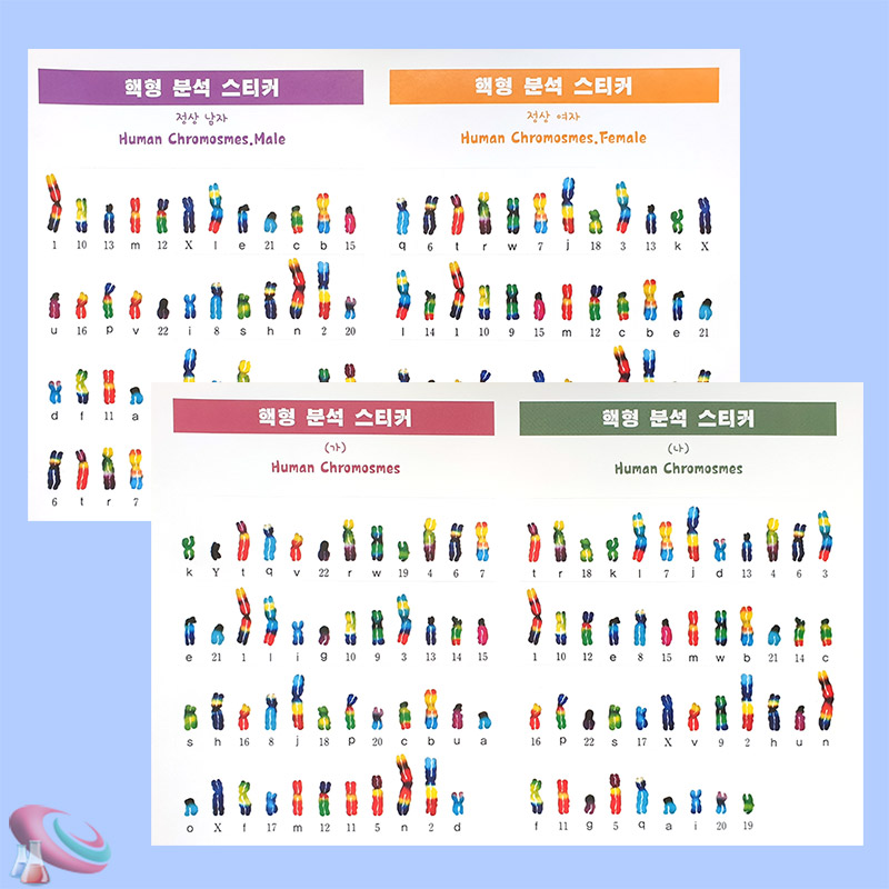 핵형맞추기 염색체스티커 4종세트 생명과학교재 - 상세 이미지 2
