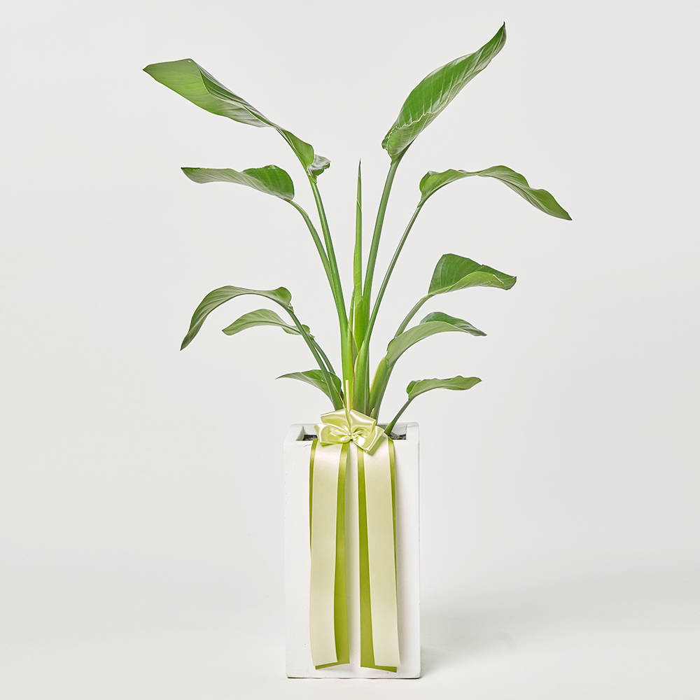 여인초 중형 플랜테리어 개업 축하 카페 사무실 테이블 화분 반려식물 집들이선물 공기정화