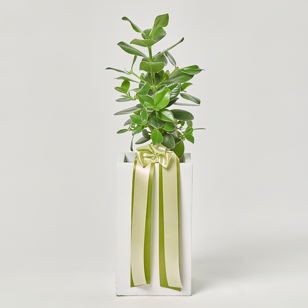 크루시아 중형 축하 선물 화분 거실 공기정화 플랜테리어 반려식물 집들이 전시회 카페 오픈식