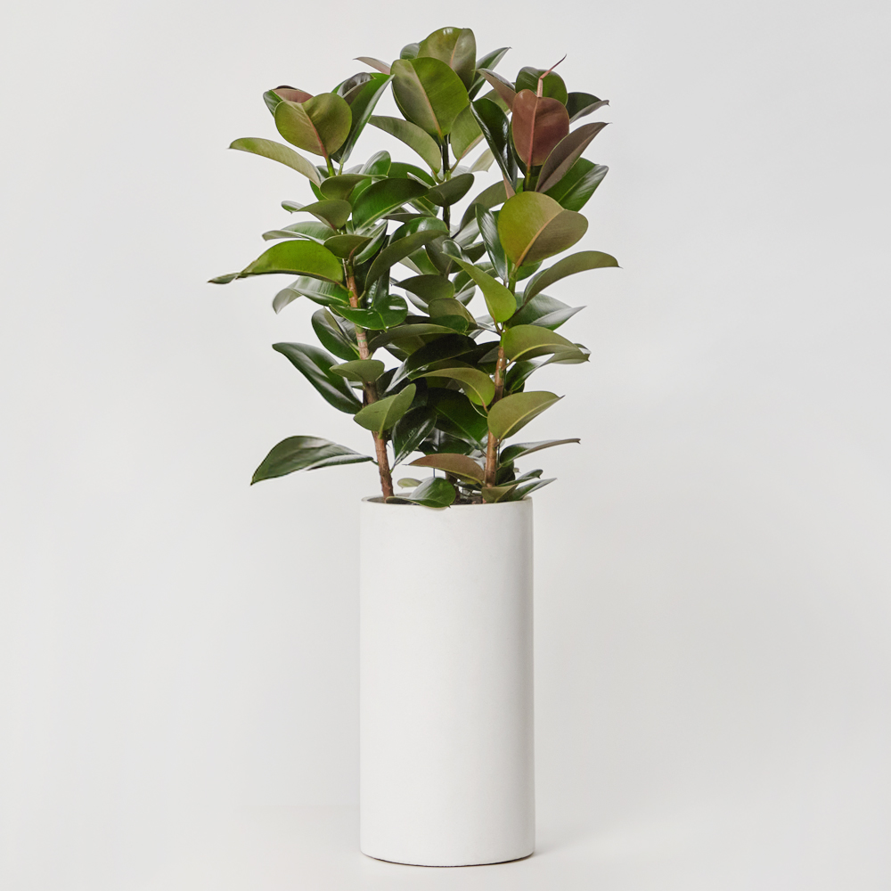 인도고무나무 특대형 공기정화 카페 개업 축하 거실 사무실 화분 집들이선물 전시회 반려식물