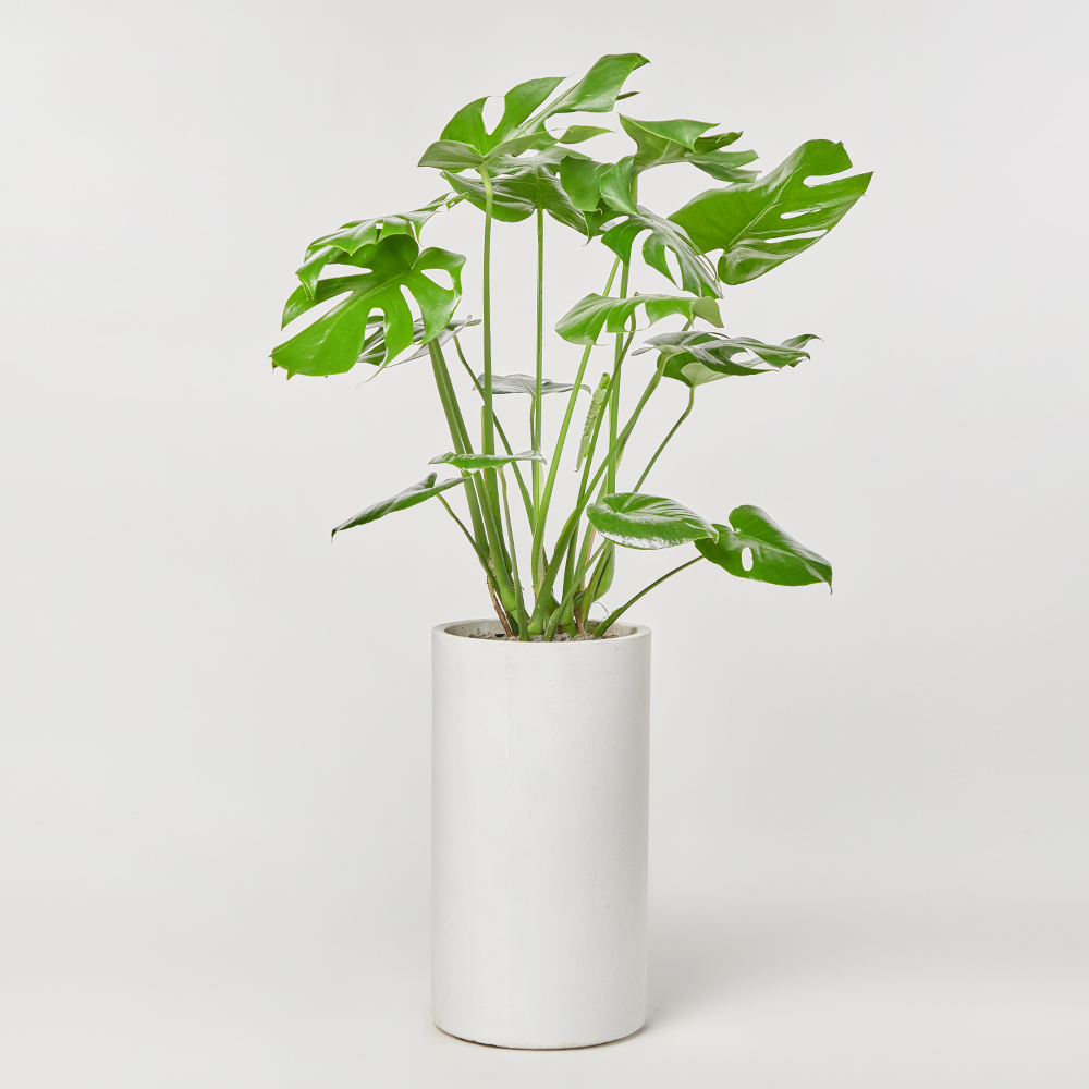 몬스테라 대형화분 테이블 반려식물 플랜테리어 오픈 개업 축하 선물 공기정화 열대식물 전시회