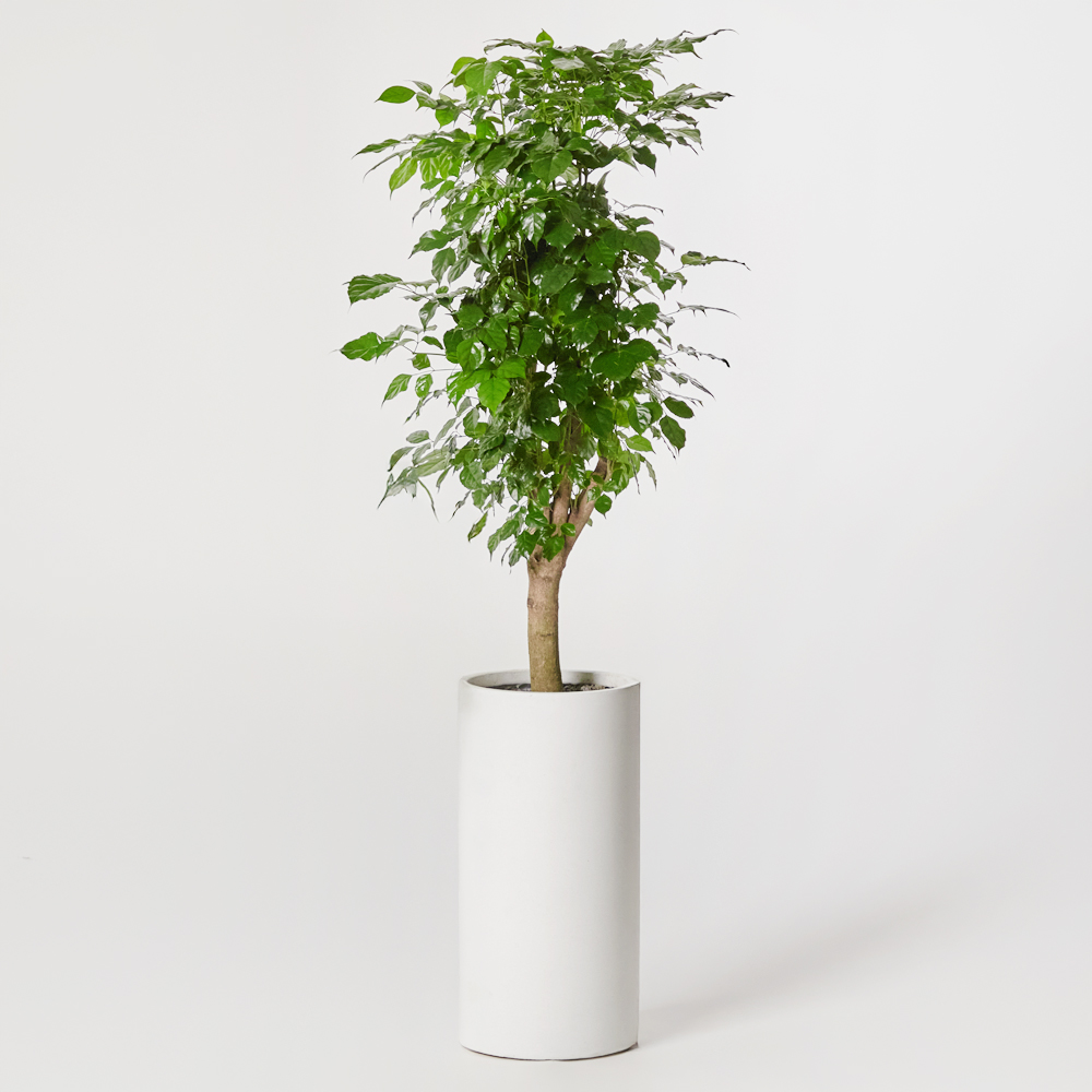 녹보수 대형 카페식물 오픈식 거실 플랜테리어 개업 축하 감사 화분선물 집들이 선물 공기정화