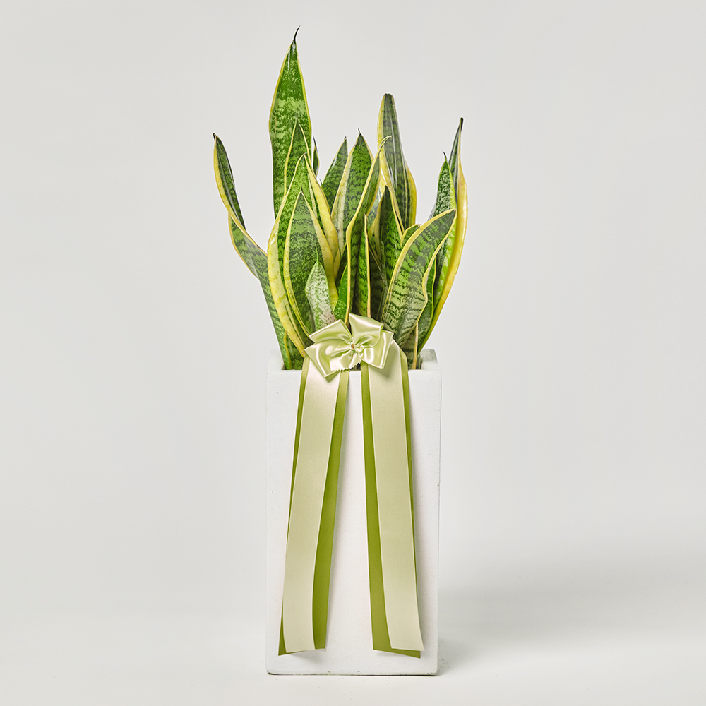 산세베리아 중형 카페식물 전시회 사무실 개업 축하 화분 선물 플랜테리어 집들이 공기정화