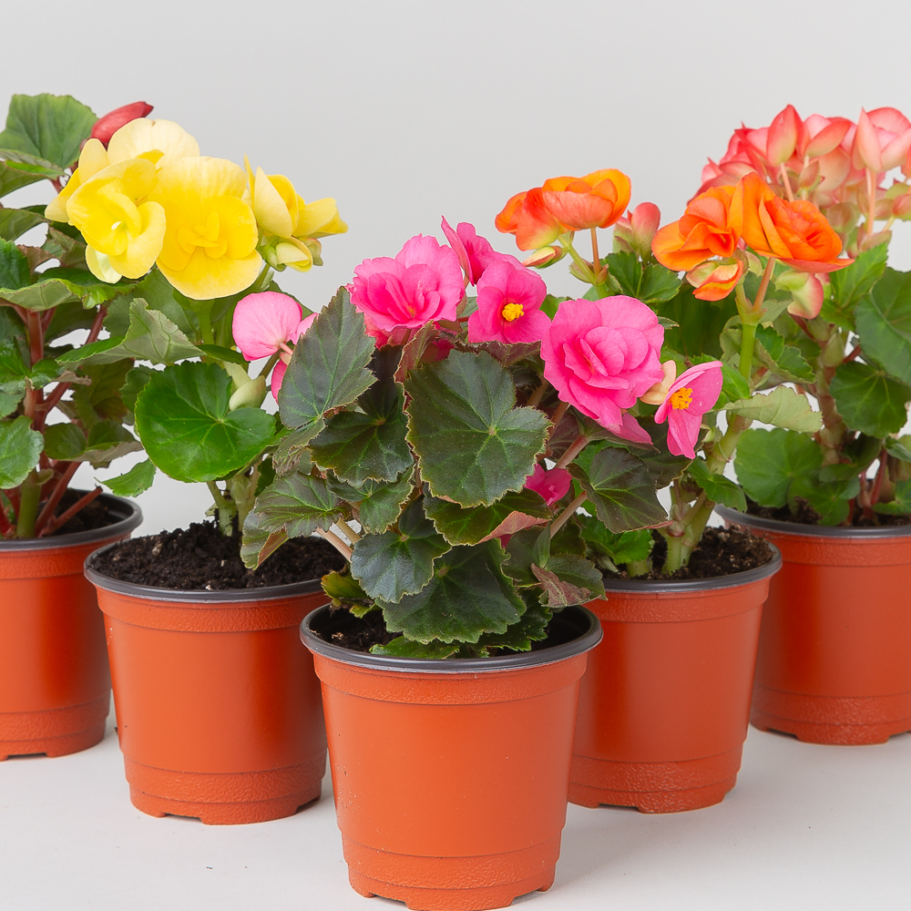 장미 베고니아 봄꽃 향기나는꽃 야생화 종류 화분 소형 제품 이미지