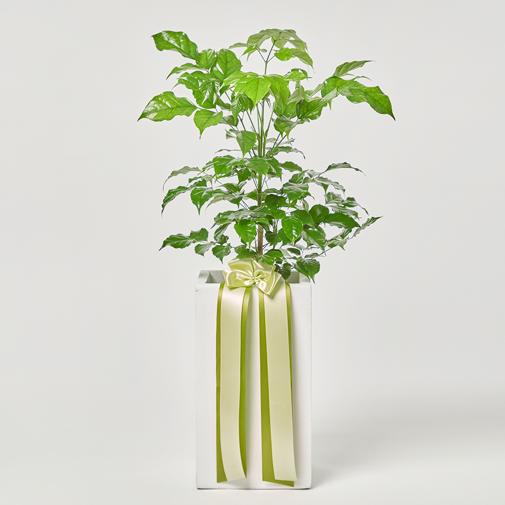 녹보수 중형 카페식물 오픈식 거실 플랜테리어 개업 축하 감사 화분선물 집들이 선물 공기정화