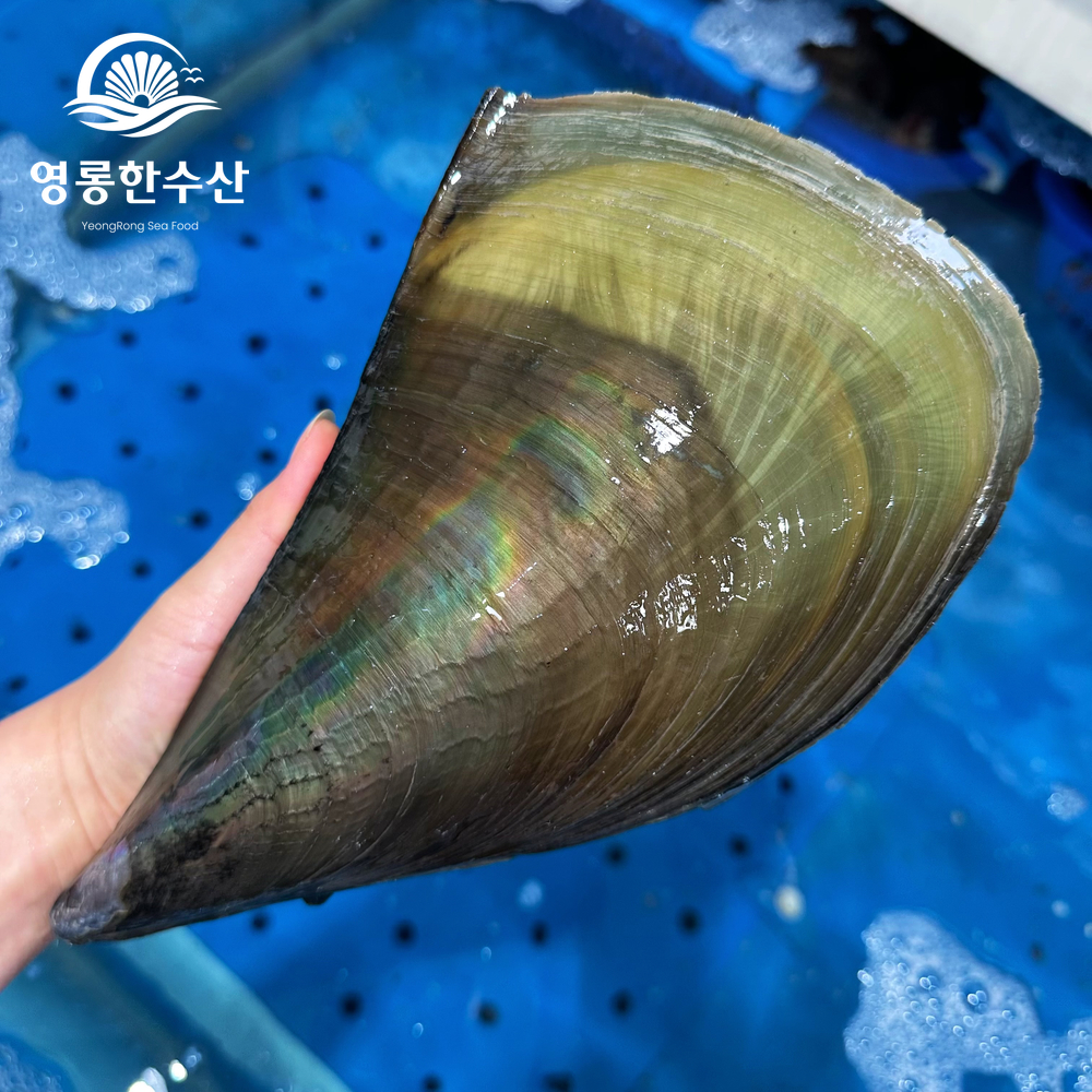 키조개 산지직송 여수키조개 키조개추천 키조개맛있게즐기기