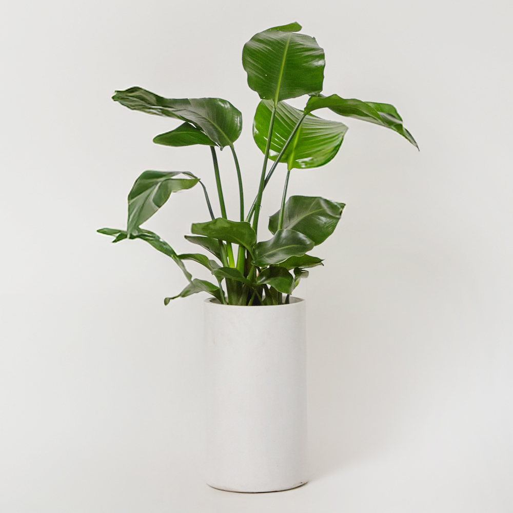 여인초 대형 플랜테리어 개업 축하 카페 사무실 테이블 화분 반려식물 집들이선물 공기정화