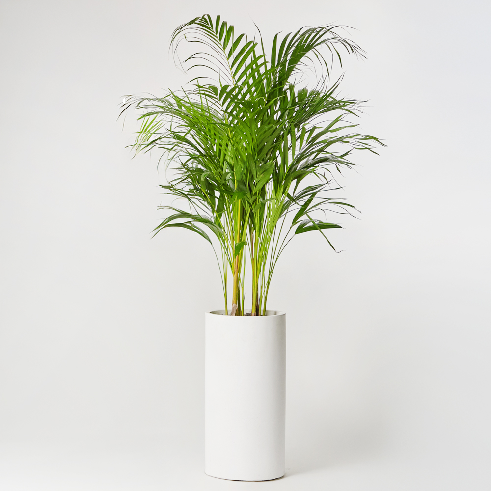 아레카야자 대형 열대식물 거실 화분 플랜테리어 감사 집들이 선물 개업 공기정화 카페 오픈식