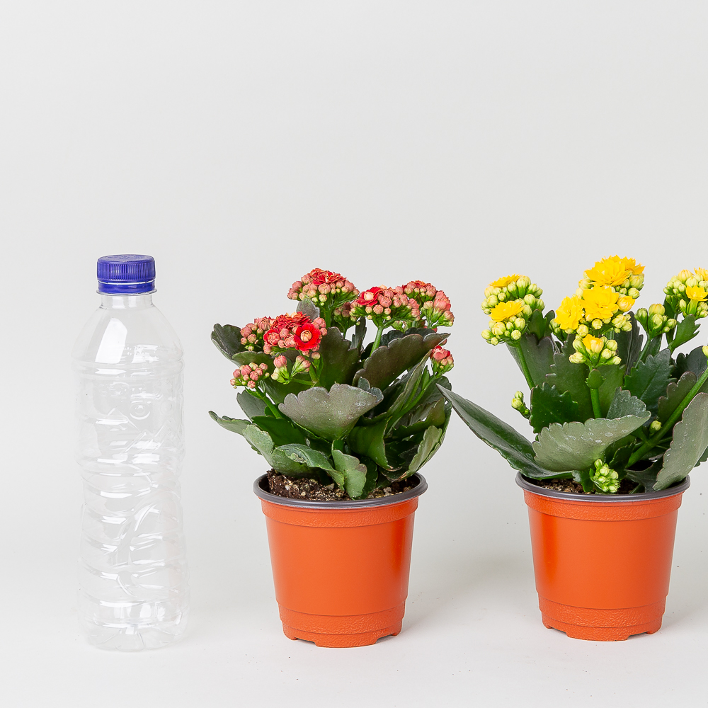 칼란디바 퀸로즈 겹카랑코에 꽃 키우기 쉬운 반려 식물 플랜테리어 인테리어