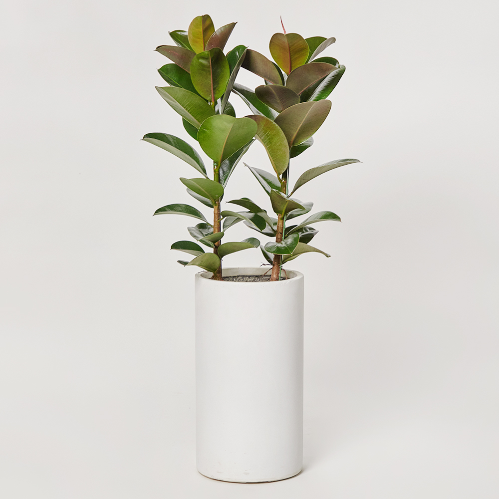 인도고무나무 대형 공기정화 카페 개업 축하 거실 사무실 화분 집들이선물 전시회 반려식물