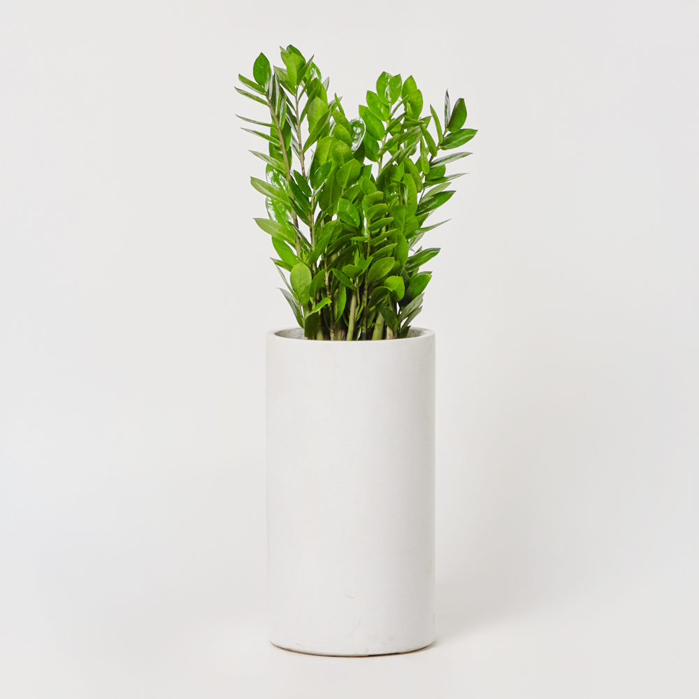 금전수 대형 실내화초 카페식물 집들이 축하 식당 오픈 개업 화분 선물 공기정화 전시회