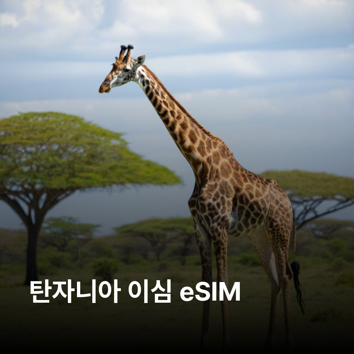 탄자니아 로컬망 이심 eSIM Vodacom 다르에스살람 도도마 아루샤 오흐리드 호수 세렝게티 국립공원 잔지바르 섬 이심통 - 상품 이미지
