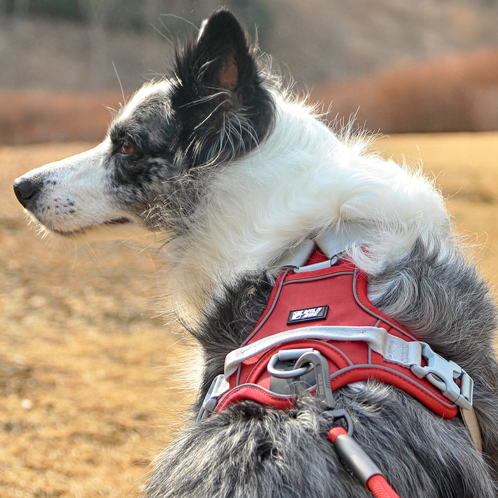 와일드독 라이트 강아지하네스 앞섬방지 경량하네스 소형견 대형견 블루그린 XS