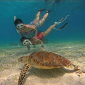 보홀 호핑투어 프라이빗 단독행사 발리카삭 거북이 버진아일랜드 돌고래 스노... 솔직 후기 | 실사용자 리뷰 분석 - 상품 이미지 4