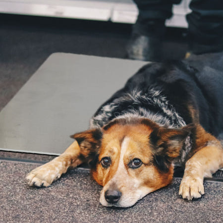 애완동물 여름 쿨패드 반려동물 시원한 알루미늄 방석 냉감시트 펫용 매트 XL