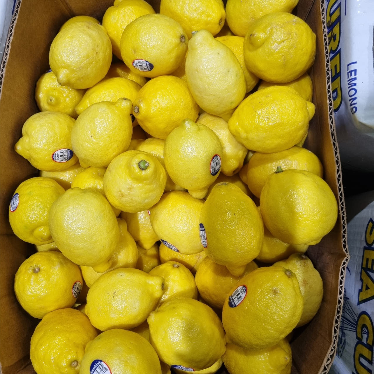 레몬 생레몬 2.4kg, 1개 - 상세 이미지 4